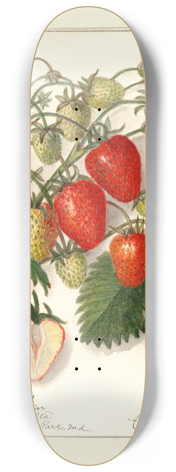 Amanda Almira Newton - Fragaria: Berlin 8.25 inch art skate deck