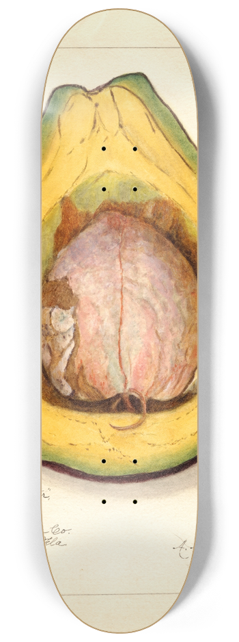 Amanda Almira Newton - Persea: Purple Wester 8.25 inch art skate deck