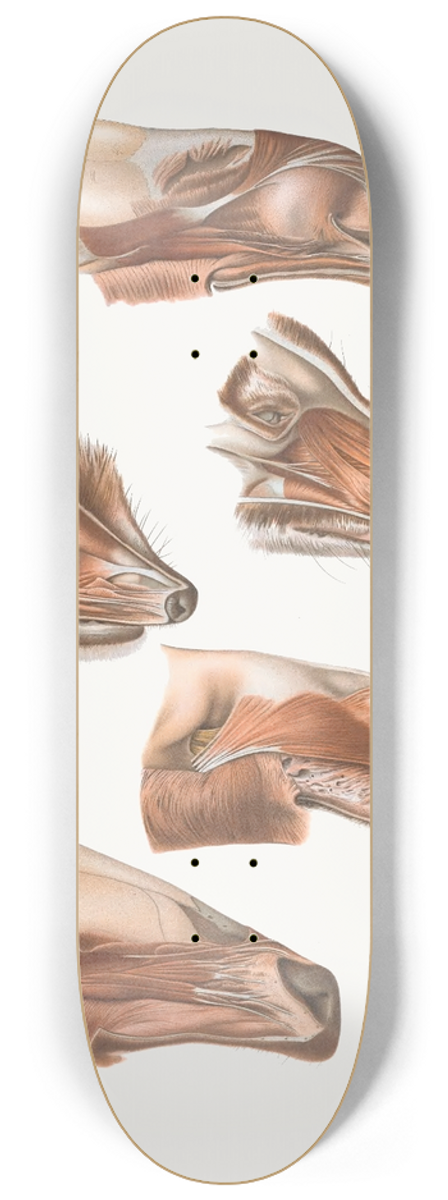 Johan Erik Vesti Boas - Fore End Of Head Of Elk, Nasua, Dromedary, Erinaceus,Wapiti 8.25 inch art skate deck