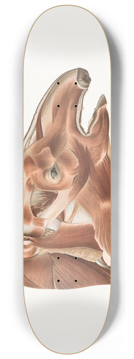 Johan Erik Vesti Boas - Superficial facial muscles of a Tapir 8.25 inch art skate deck