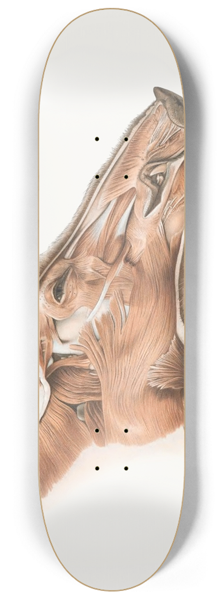 Johan Erik Vesti Boas - Superficial facial muscles of Wild Boar 8.25 inch art skate deck