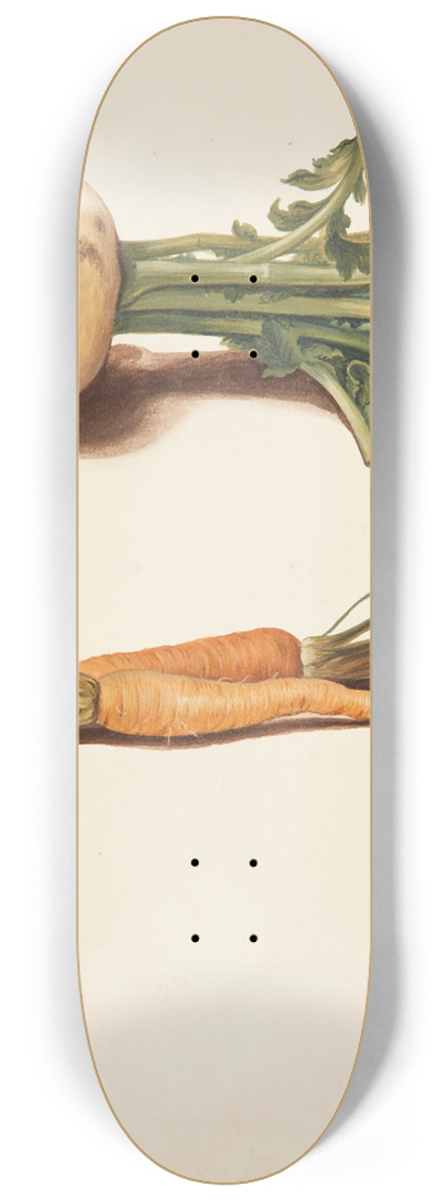 Johanna Fosie - Studie af majroe og gulerdder 8.25 inch art skate deck