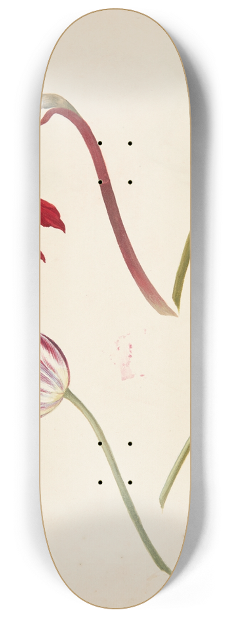 Johanna Fosie - Studie af tulipaner 8.25 inch art skate deck