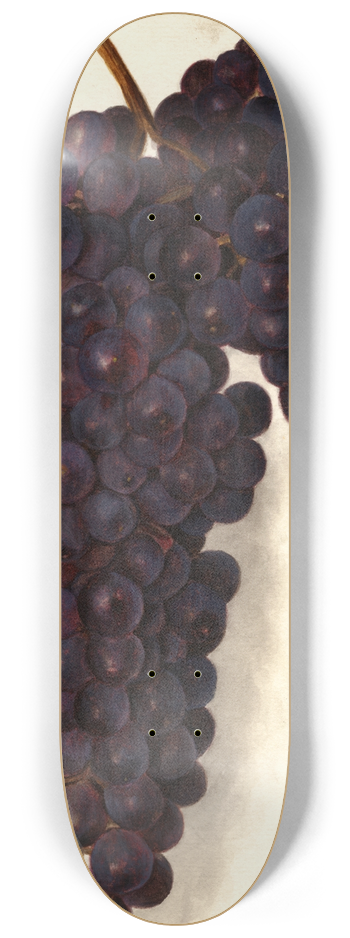 Amanda Almira Newton - Vitis: Malvasia Rosario 8.25 inch art skate deck