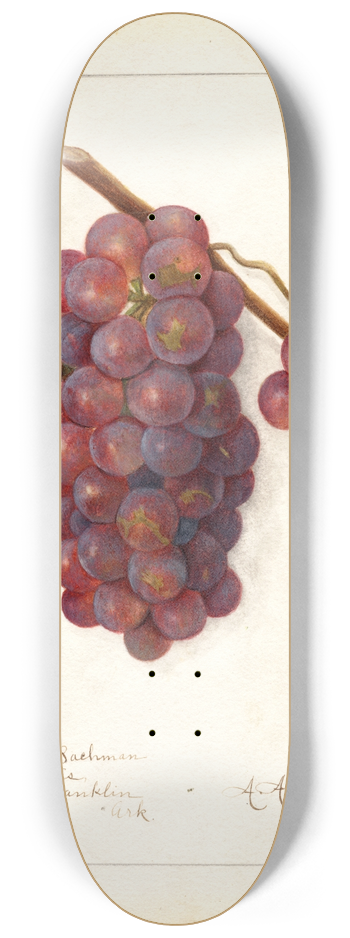 Amanda Almira Newton - Vitis: No 8.25 inch art skate deck