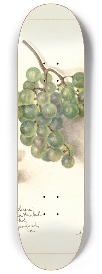 Amanda Almira Newton - Vitis: White Southern 8.25 inch art skate deck