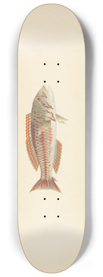 Luigi Balugani - Unidentified Fish 8.25 inch art skate deck