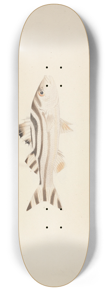 Luigi Balugani - Unidentified Fish 8.25 inch art skate deck