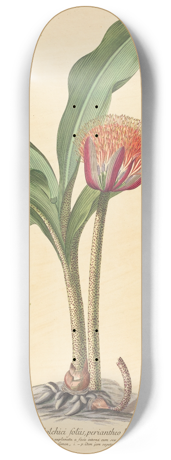 Johannes Jacob Haid - Haemanthus 8.25 inch art skate deck