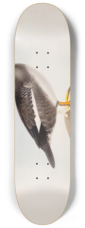 Magnus Von Wright - Common Goldeneye 8.25 inch art skate deck