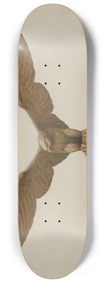 Marian Page - Eagle 8.25 inch art skate deck