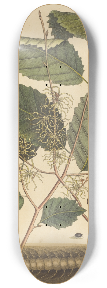 Mark Catesby - Centipede (Scolopendra morsitans) 8.25 inch art skate deck