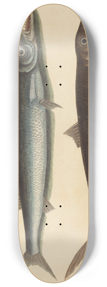 Mark Catesby - The Barracuda (Esox barracuda) 8.25 inch art skate deck