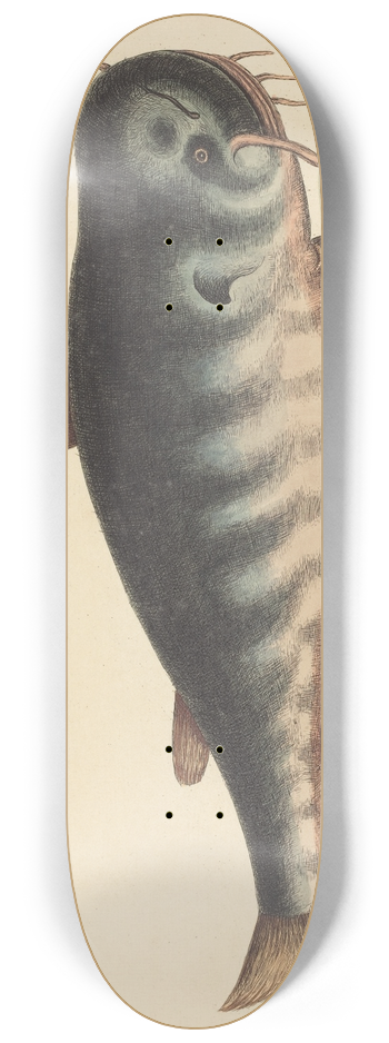 Mark Catesby - The Cat Fish (Silurus catus) 8.25 inch art skate deck