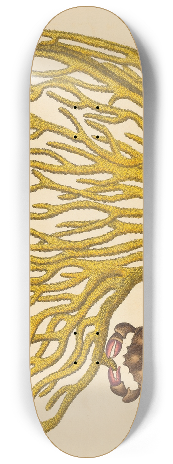 Mark Catesby - The Red Clawed Crab (Cancer erythropus) 8.25 inch art skate deck