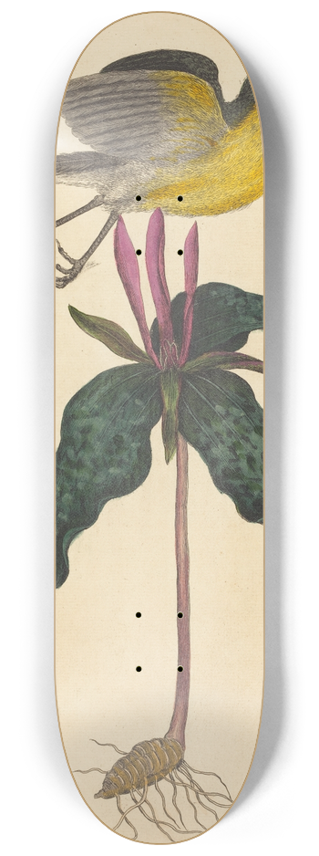 Mark Catesby - The Yellow-breasted Chat 8.25 inch art skate deck