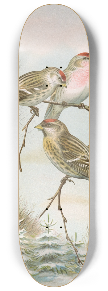 Johann Friedrich Naumann - Acanthis linaria 8.25 inch art skate deck
