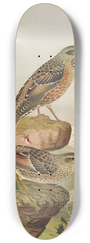 Johann Friedrich Naumann - Accentor collaris 8.25 inch art skate deck