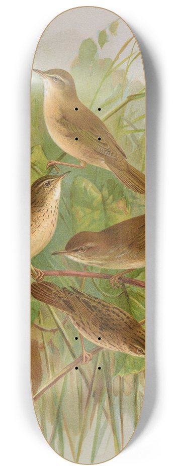 Johann Friedrich Naumann - Acrocephalus agricolus Jardon, Cettia cetti (Marm.), Locustella lanceolata (Temm.) 8.25 inch art skate deck