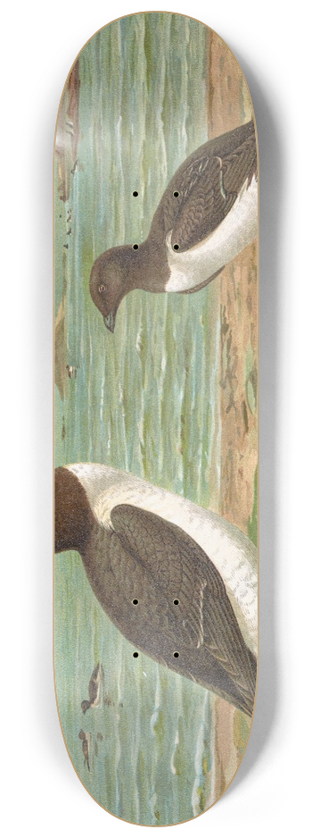 Johann Friedrich Naumann - Alca torda 8.25 inch art skate deck