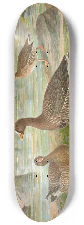 Johann Friedrich Naumann - Anser erythropus 8.25 inch art skate deck