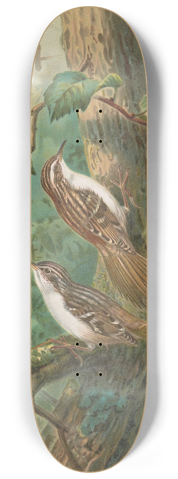 Johann Friedrich Naumann - Certhia familiaris, Certhia familiaris brachydactyla 8.25 inch art skate deck