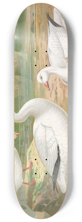 Johann Friedrich Naumann - Chen hyperboreus 8.25 inch art skate deck