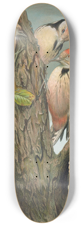 Johann Friedrich Naumann - Dendrocopus medius, Dendrocopus minor 8.25 inch art skate deck