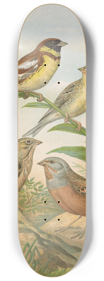 Johann Friedrich Naumann - Emberiza aureola Pall, Emberiza caesia Cretschmar 8.25 inch art skate deck