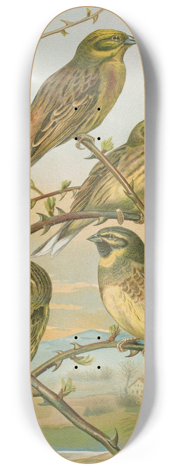 Johann Friedrich Naumann - Emberiza citrinella, Emberiza cirlus 8.25 inch art skate deck