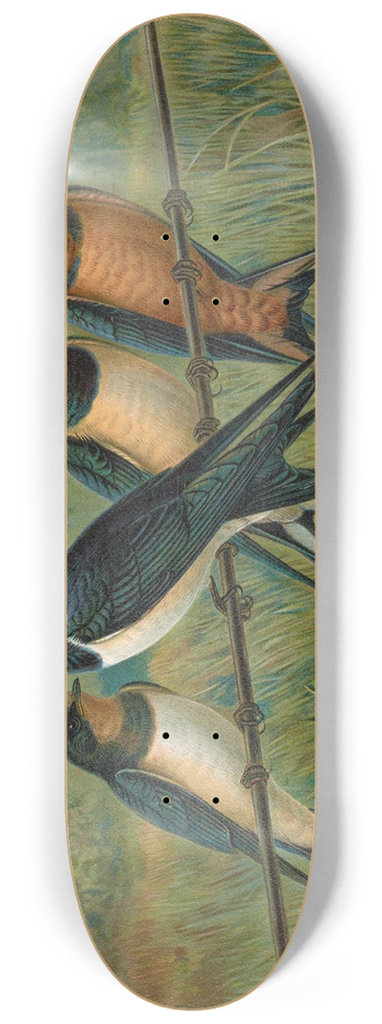 Johann Friedrich Naumann - Hirundo rustica, Hirundo rustica Savignii 8.25 inch art skate deck