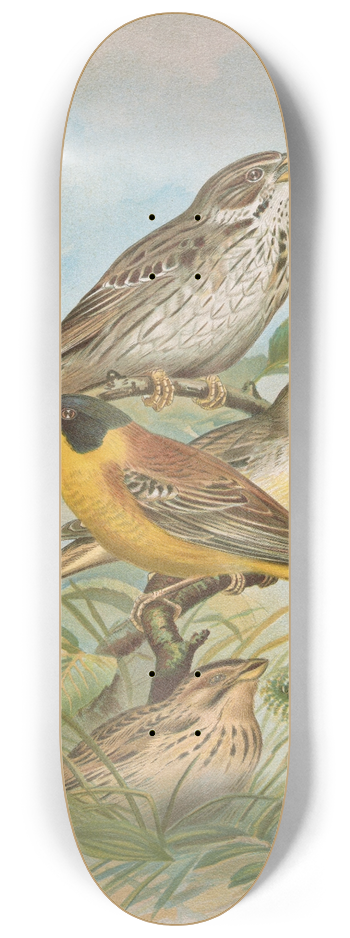 Johann Friedrich Naumann - Miliaria calandra, Emberiza melanocephala Scopoli 8.25 inch art skate deck
