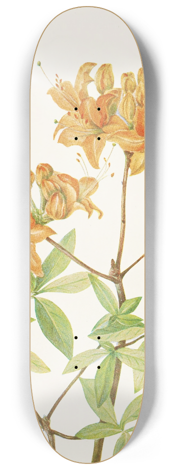 Mary Vaux Walcott - Flame Azalea. (Azalea lutea) 8.25 inch art skate deck