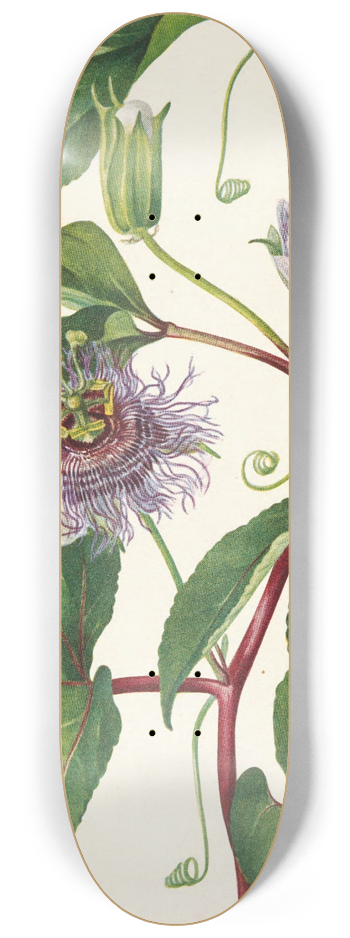 Mary Vaux Walcott - Maypop. Passiflora incarnata 8.25 inch art skate deck