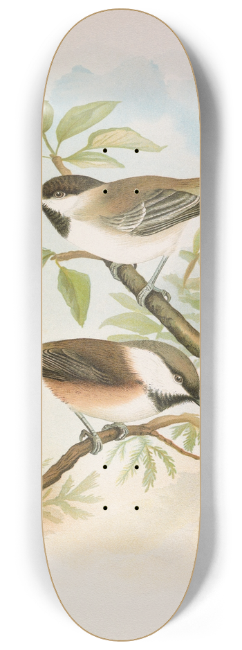 Johann Friedrich Naumann - Parus cinctus, Parus lugubris 8.25 inch art skate deck