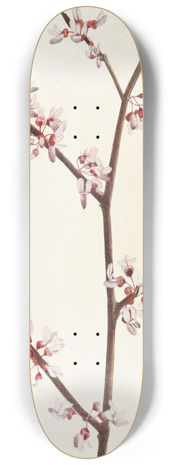 Mary Vaux Walcott - Redbud. (Cercis canadensis) 8.25 inch art skate deck