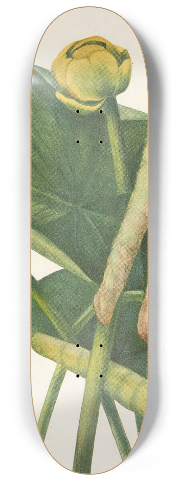 Mary Vaux Walcott - Spatterdock. Nymphaea advena 8.25 inch art skate deck