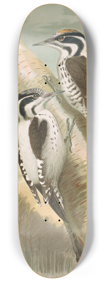 Johann Friedrich Naumann - Picoides tridactylus 8.25 inch art skate deck