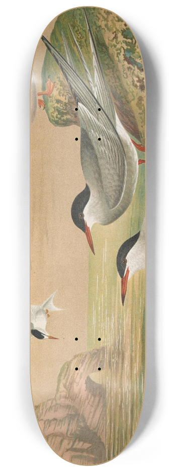 Johann Friedrich Naumann - Sterna hirundo, Sterna macrura, Sterna Dougalli Mont., Sterna minuta 8.25 inch art skate deck