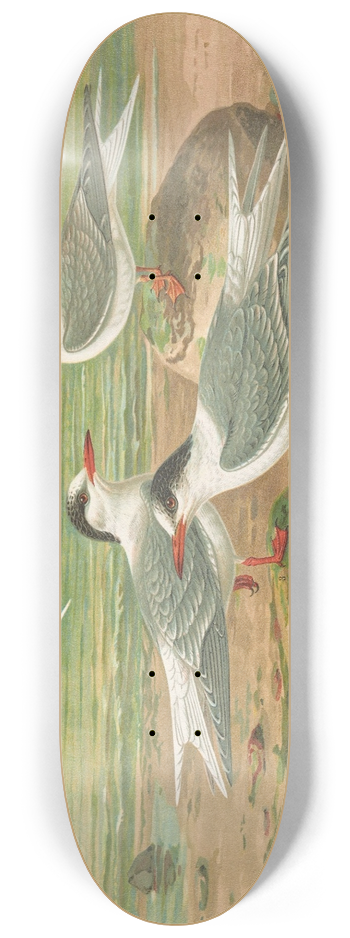 Johann Friedrich Naumann - Sterna minuta, Sterna macrura, Sterna hirundo 8.25 inch art skate deck