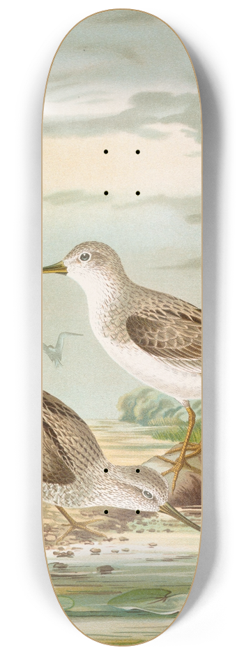 Johann Friedrich Naumann - Terekia cinerea 8.25 inch art skate deck