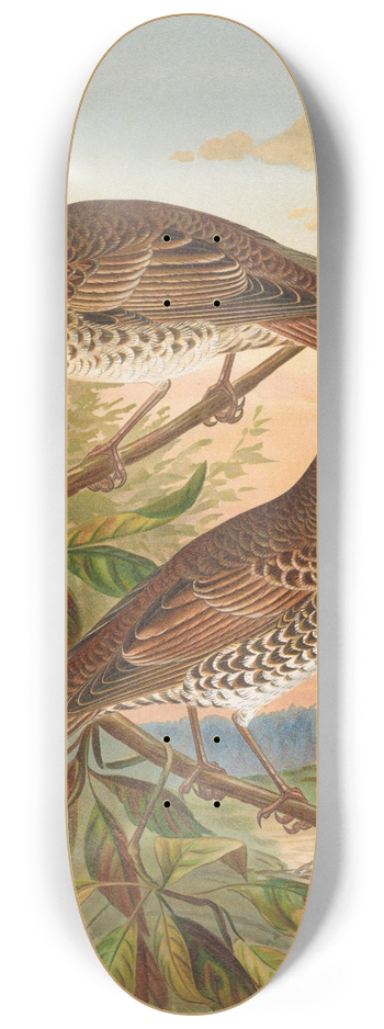 Johann Friedrich Naumann - Turdus fuscatus 8.25 inch art skate deck