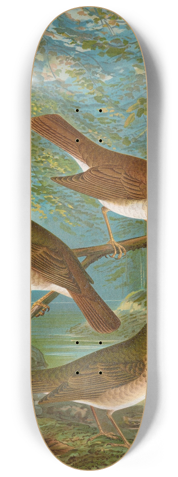 Johann Friedrich Naumann - Turdus fuscescens, Turdus Pallassii, Turdus Swainsonii 8.25 inch art skate deck