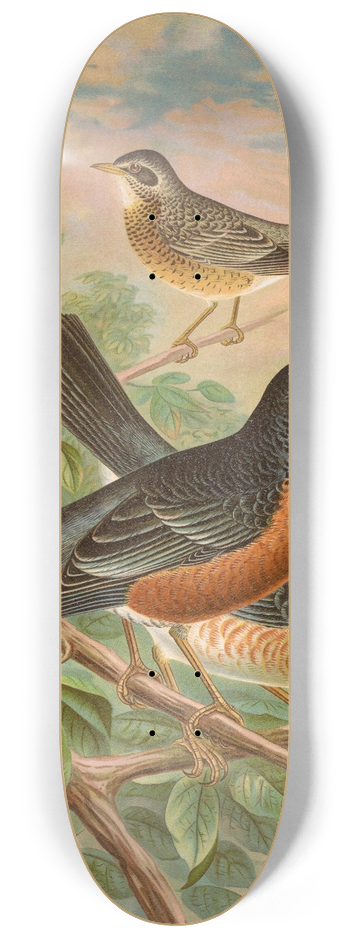 Johann Friedrich Naumann - Turdus migratorius 8.25 inch art skate deck