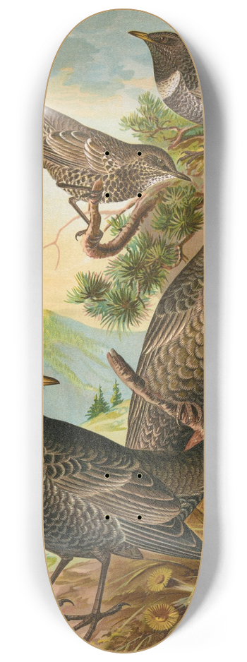 Johann Friedrich Naumann - Turdus torquatus 8.25 inch art skate deck