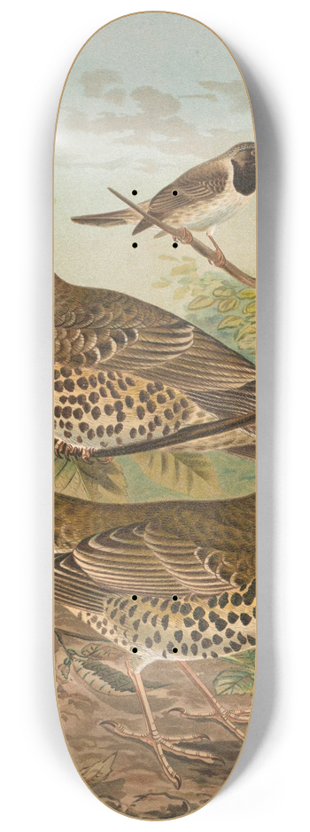 Johann Friedrich Naumann - Turdus viscivorus, Turdus atrigularis 8.25 inch art skate deck