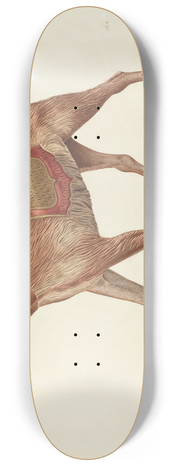 Michael Riccitelli - Carousel Dog 8.25 inch art skate deck