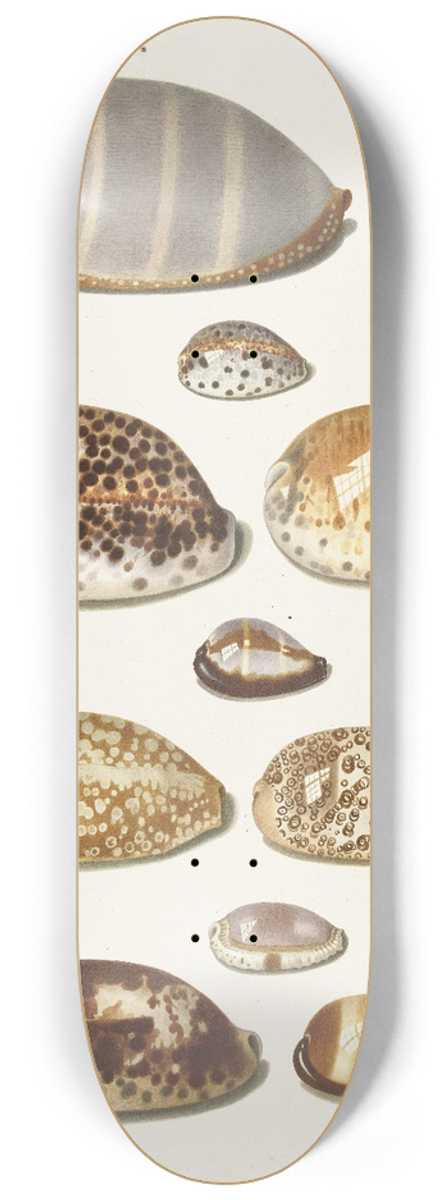 Johann Gustav Hoch - Elf grote en kleine tropische kaurie schelpen 8.25 inch art skate deck
