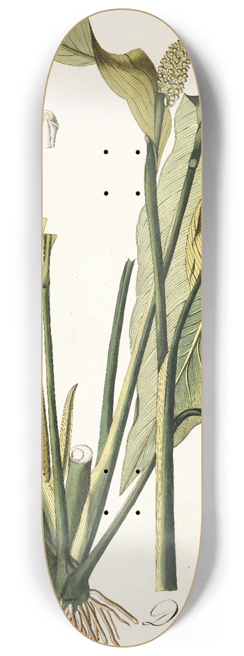 Nikolaus Joseph Freiherr von Jacquin - Dracontium lanceaefolium 8.25 inch art skate deck
