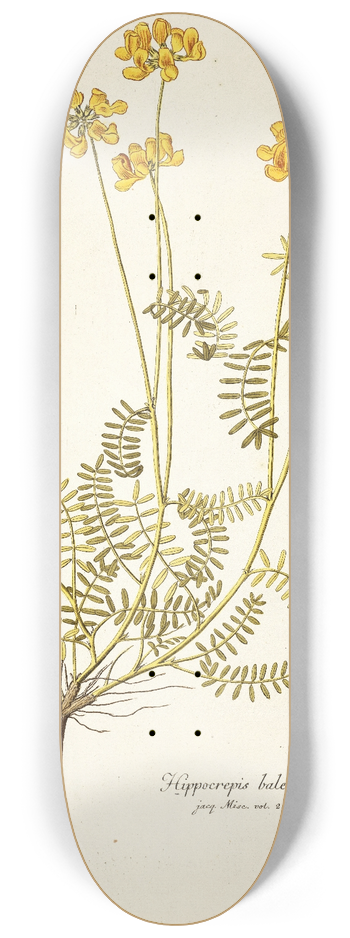 Nikolaus Joseph Freiherr von Jacquin - Hippocrepis balearica 8.25 inch art skate deck
